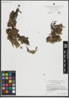 Foto von Salix serpyllifolia Scop.